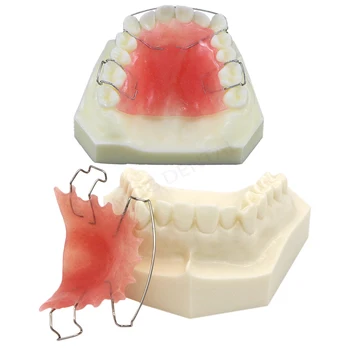 Dantų Ortodontija, Dantų Modelio Laikiklis Dantų Švietimo Modelis, Odontologijos Lab Demo Struktūra Laikiklis
